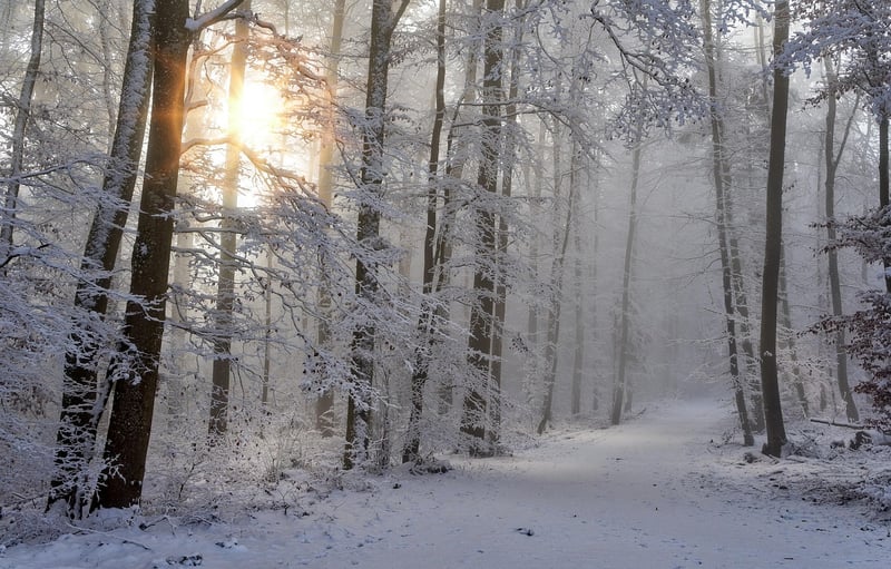 Forbidden Forest